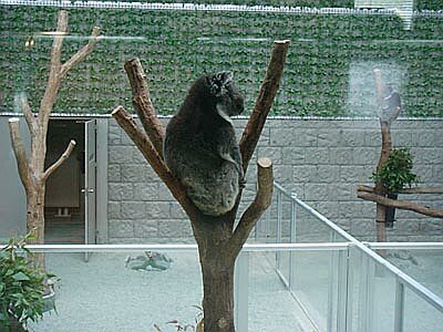 DSC01691-coala.jpg